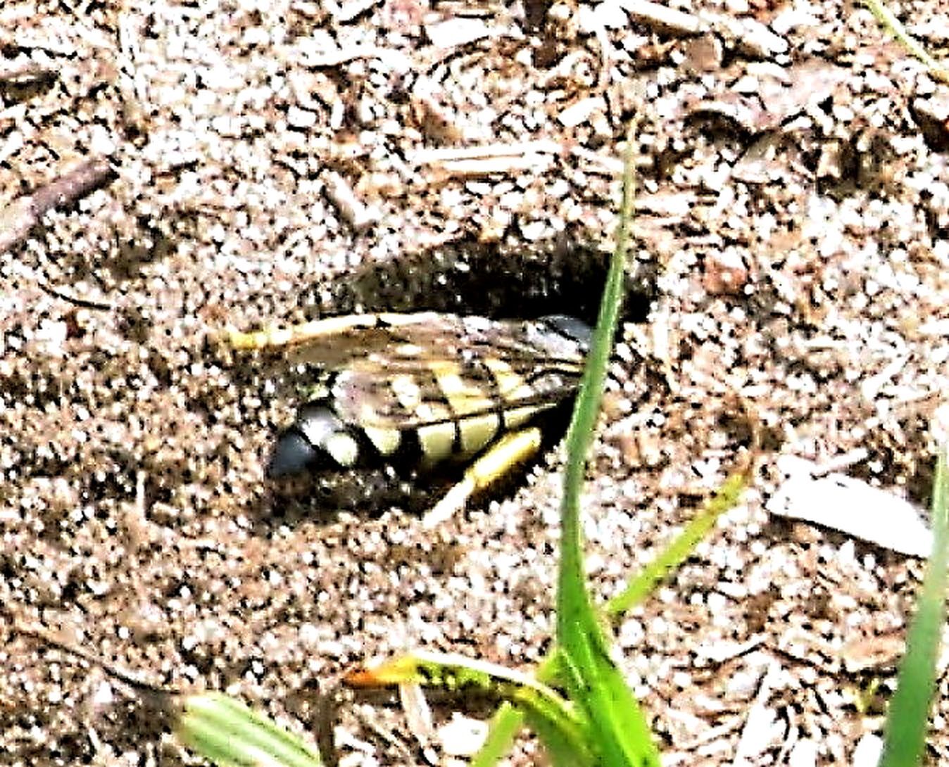 Horse Guard Wasp digging